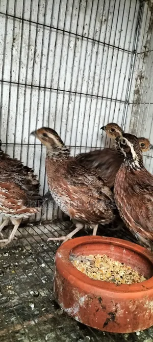 Northern Bobwhite New Adult