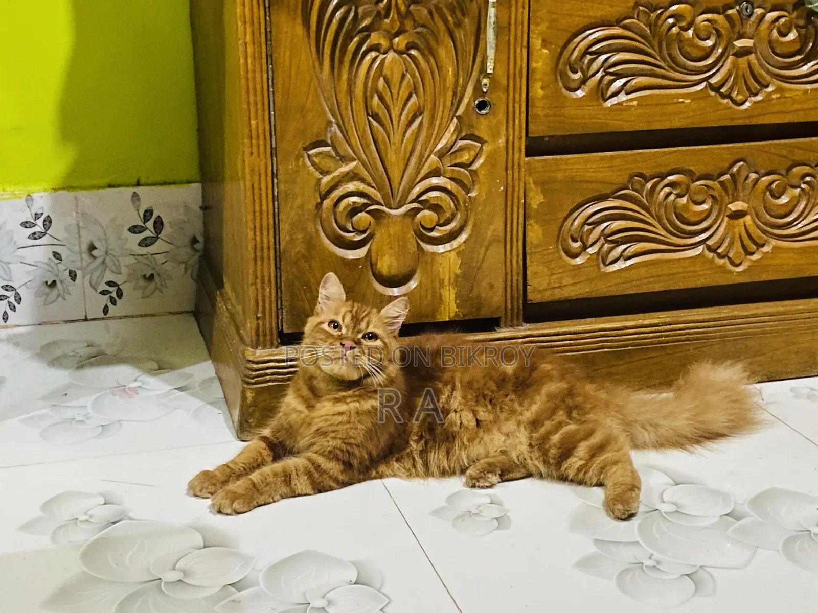 6-12 months Female Purebred Persian