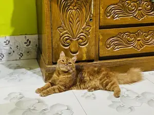6-12 months Female Purebred Persian