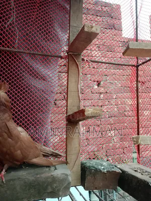খাঁচা বিক্রি