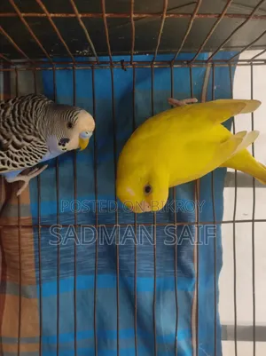 বাজিগর পাখি