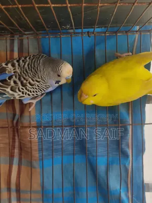 বাজিগর পাখি