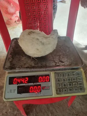 জাপানি ও ইউরোপিয়ান জায়েন্ট কোয়েল পাখির বাচ্চা আছে।