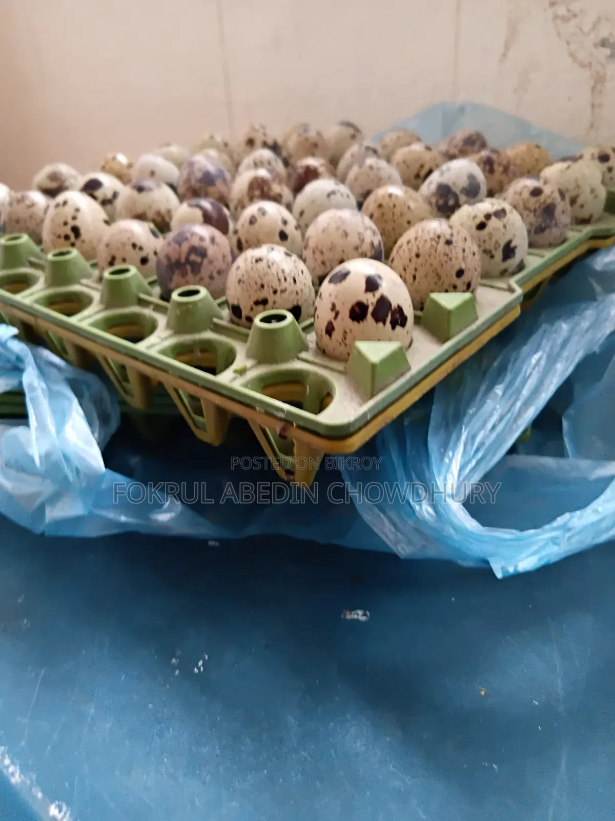জাপানি ও ইউরোপিয়ান জায়েন্ট কোয়েল পাখির বাচ্চা আছে।