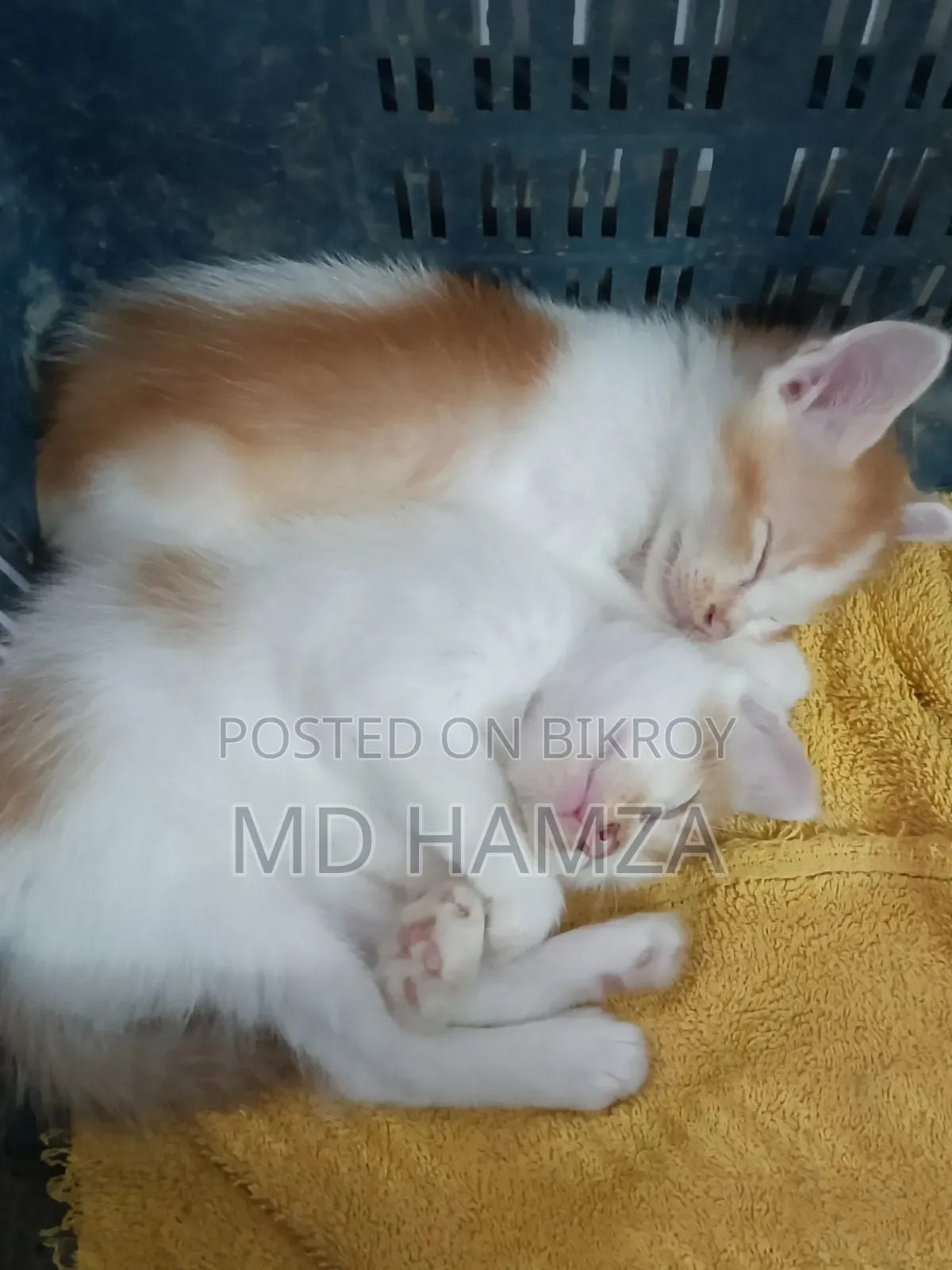 0-1 month Male Mixed Breed Persian