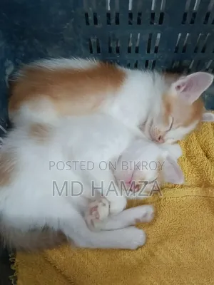 0-1 month Male Mixed Breed Persian