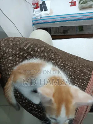 0-1 month Male Mixed Breed Persian
