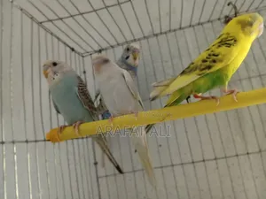 ​সম্পূর্ণ সুস্থ ও চঞ্চল এডাল্ট বাজরিগার পাখি বিক্রি করা হবে