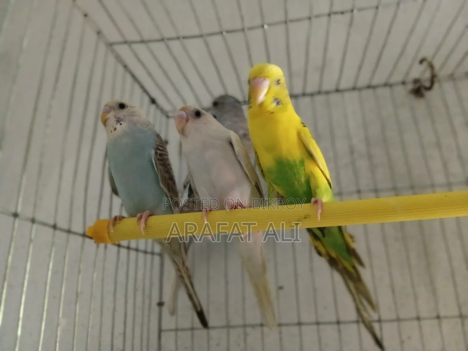 ​সম্পূর্ণ সুস্থ ও চঞ্চল এডাল্ট বাজরিগার পাখি বিক্রি করা হবে