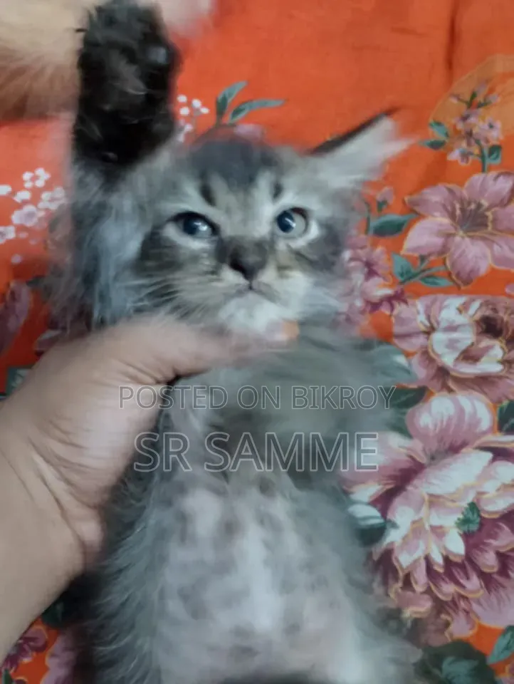 1-3 months Male Purebred Persian