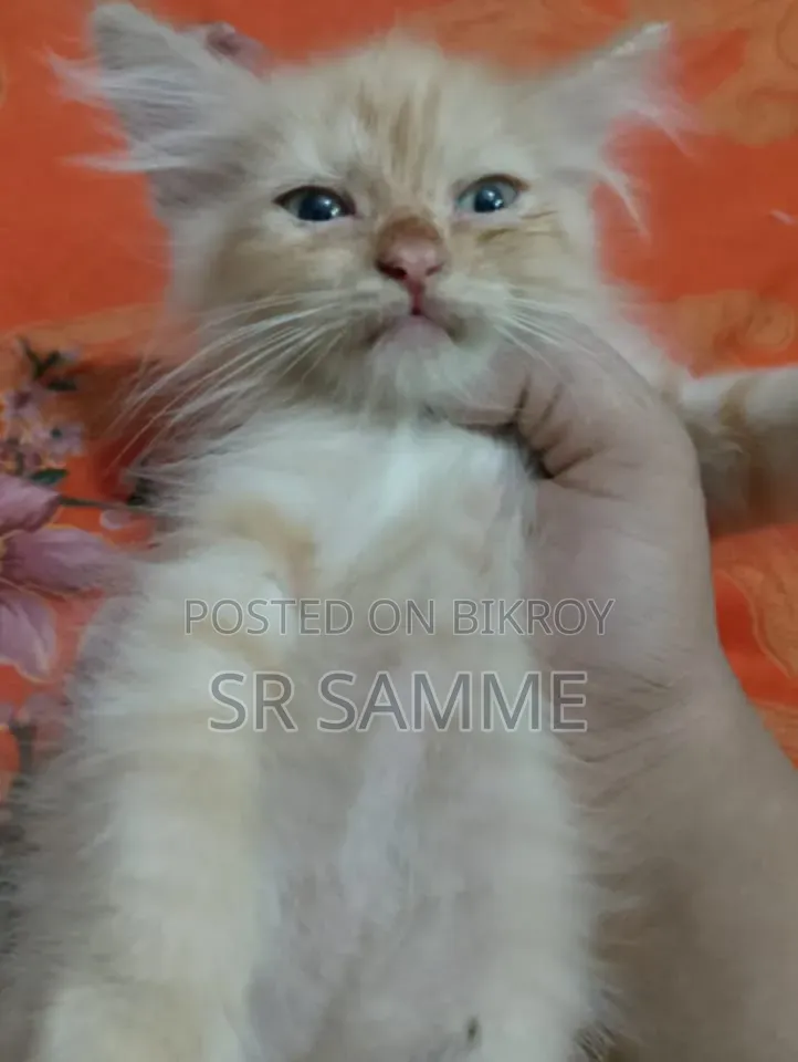1-3 months Male Purebred Persian