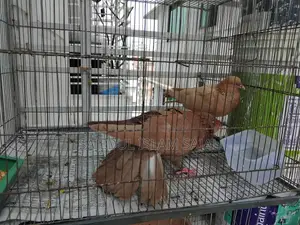 সুল্লি কবুতর