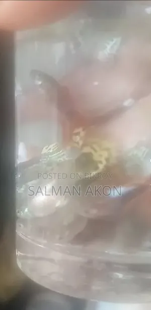 ফেন্সি মিক্স গাপ্পি