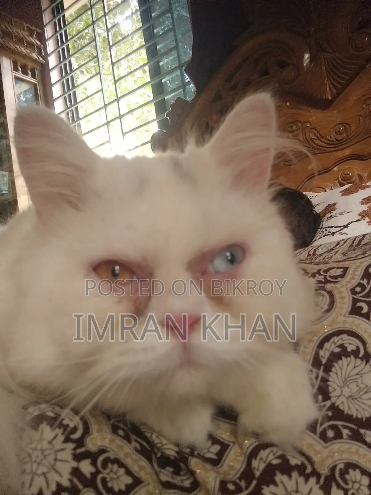 1+ year Male Purebred Persian
