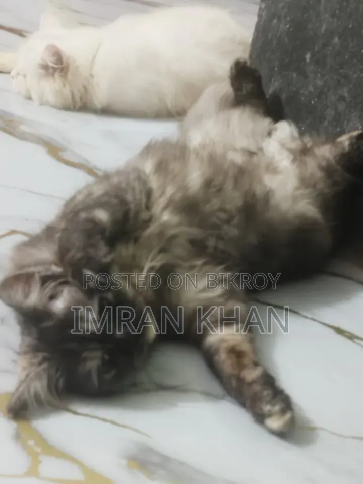 1+ year Male Purebred Persian