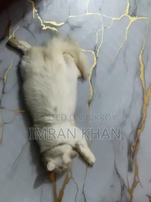 1+ year Male Purebred Persian
