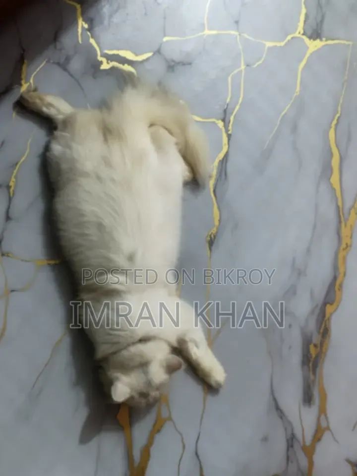 1+ year Male Purebred Persian