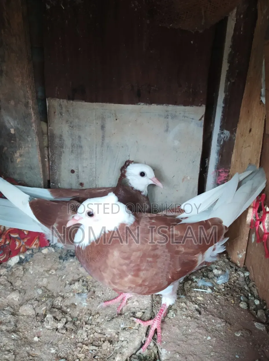 Kolsi Golar Raj Golla Pigeon Chicks For Sale
