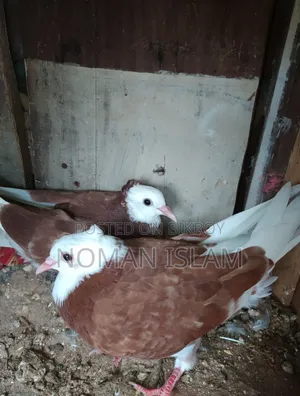 Kolsi Golar Raj Golla Pigeon Chicks For Sale