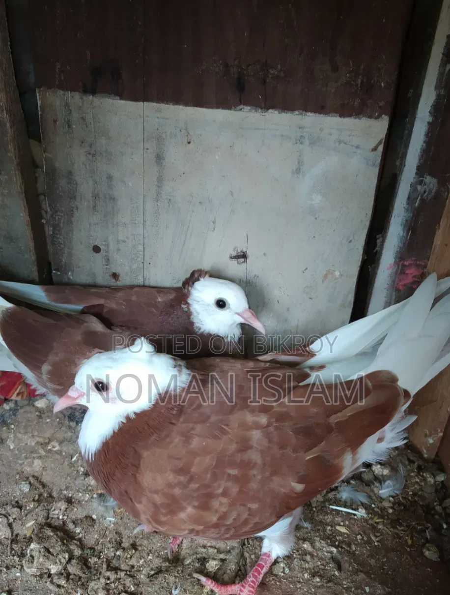 Kolsi Golar Raj Golla Pigeon Chicks For Sale