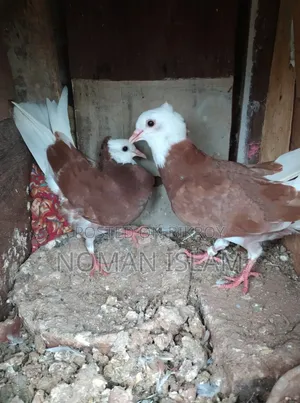 Kolsi Golar Raj Golla Pigeon Chicks For Sale
