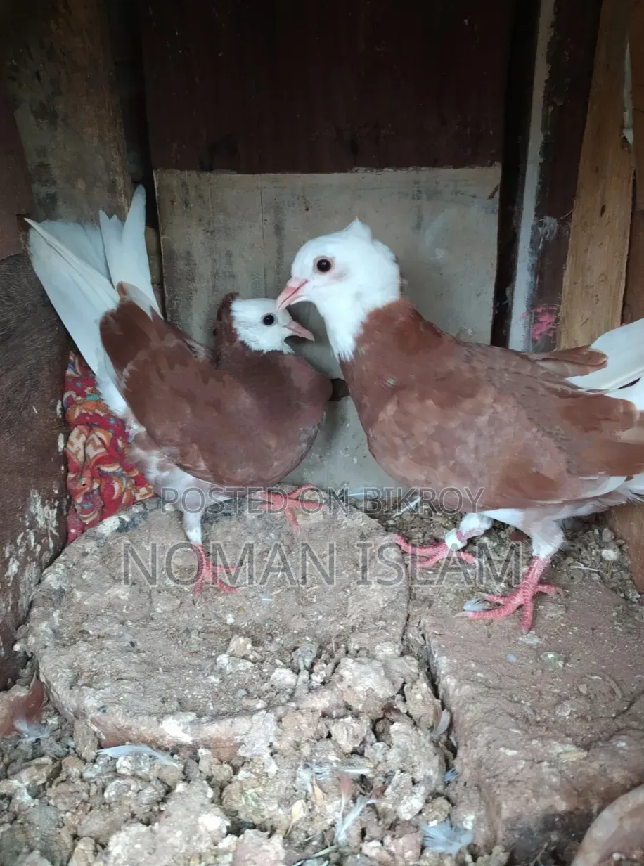 Kolsi Golar Raj Golla Pigeon Chicks For Sale