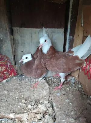 Kolsi Golar Raj Golla Pigeon Chicks For Sale