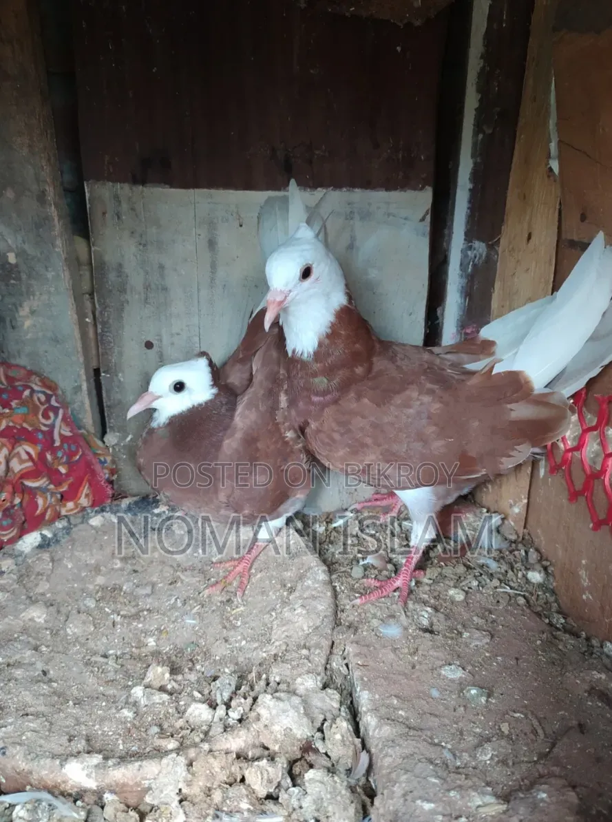 Kolsi Golar Raj Golla Pigeon Chicks For Sale