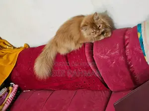 6-12 Months Female Purebred Persian Cat