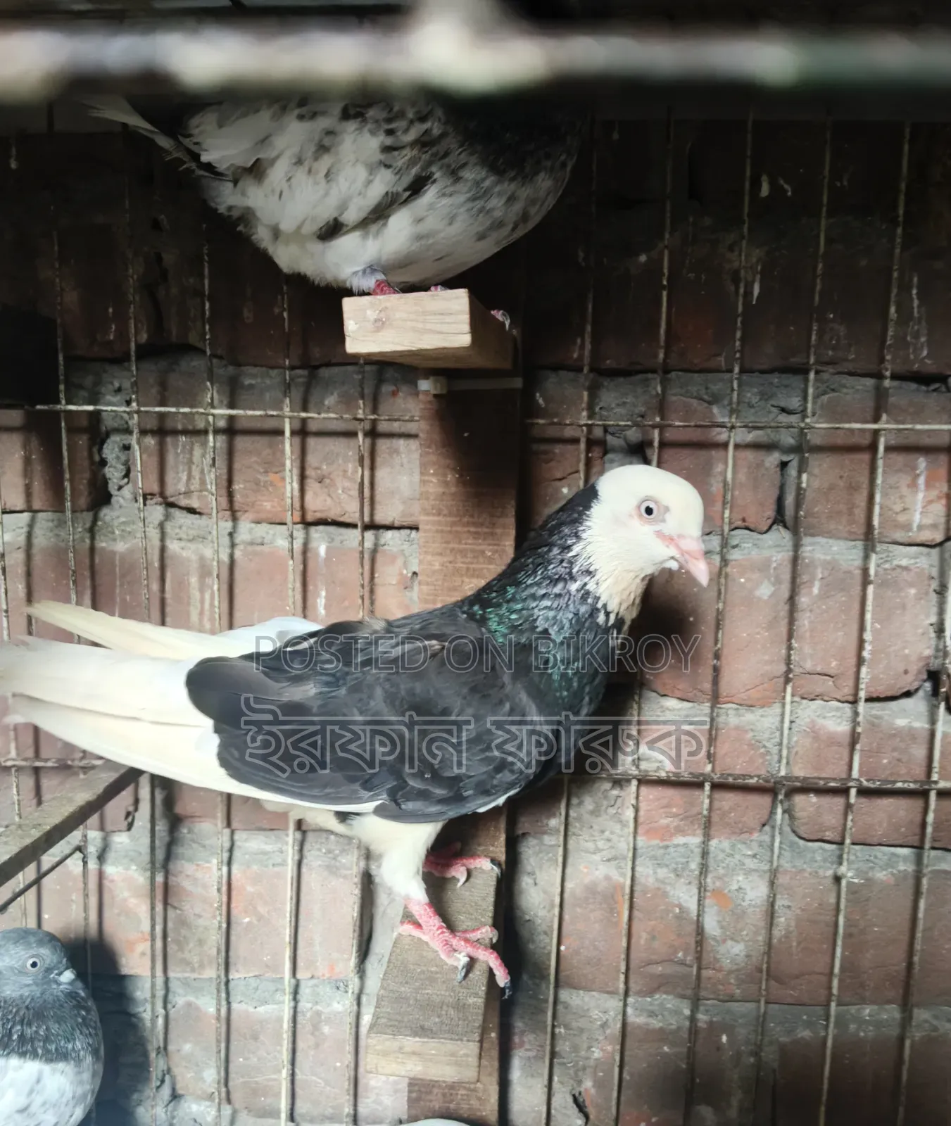 Giraffe Pigeons Will Be Sold