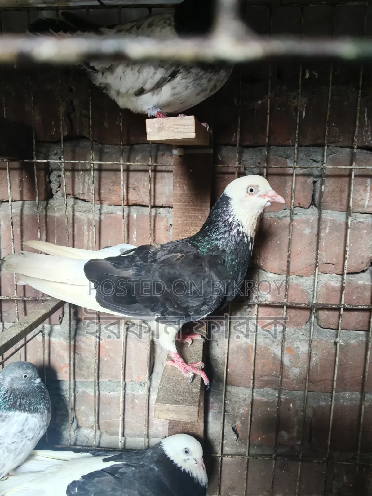 Giraffe Pigeons Will Be Sold