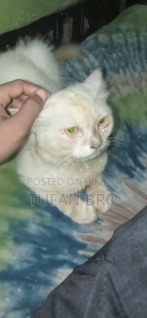 3-6 months Male Purebred Persian
