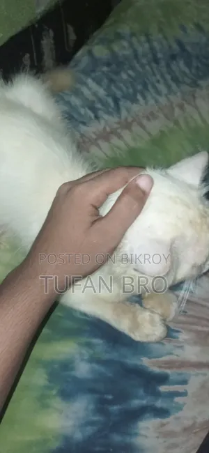 3-6 months Male Purebred Persian