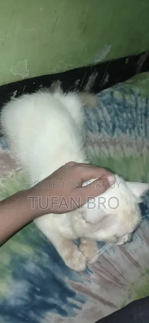 3-6 months Male Purebred Persian
