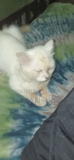 3-6 months Male Purebred Persian