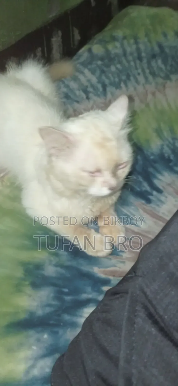 3-6 months Male Purebred Persian