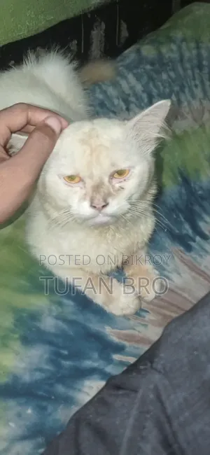 3-6 months Male Purebred Persian