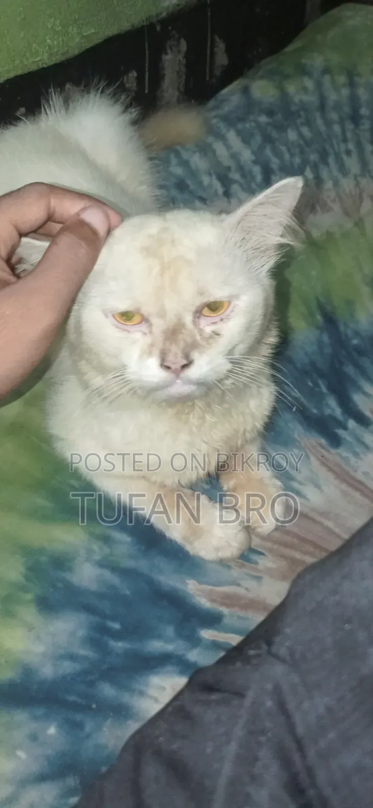 3-6 months Male Purebred Persian