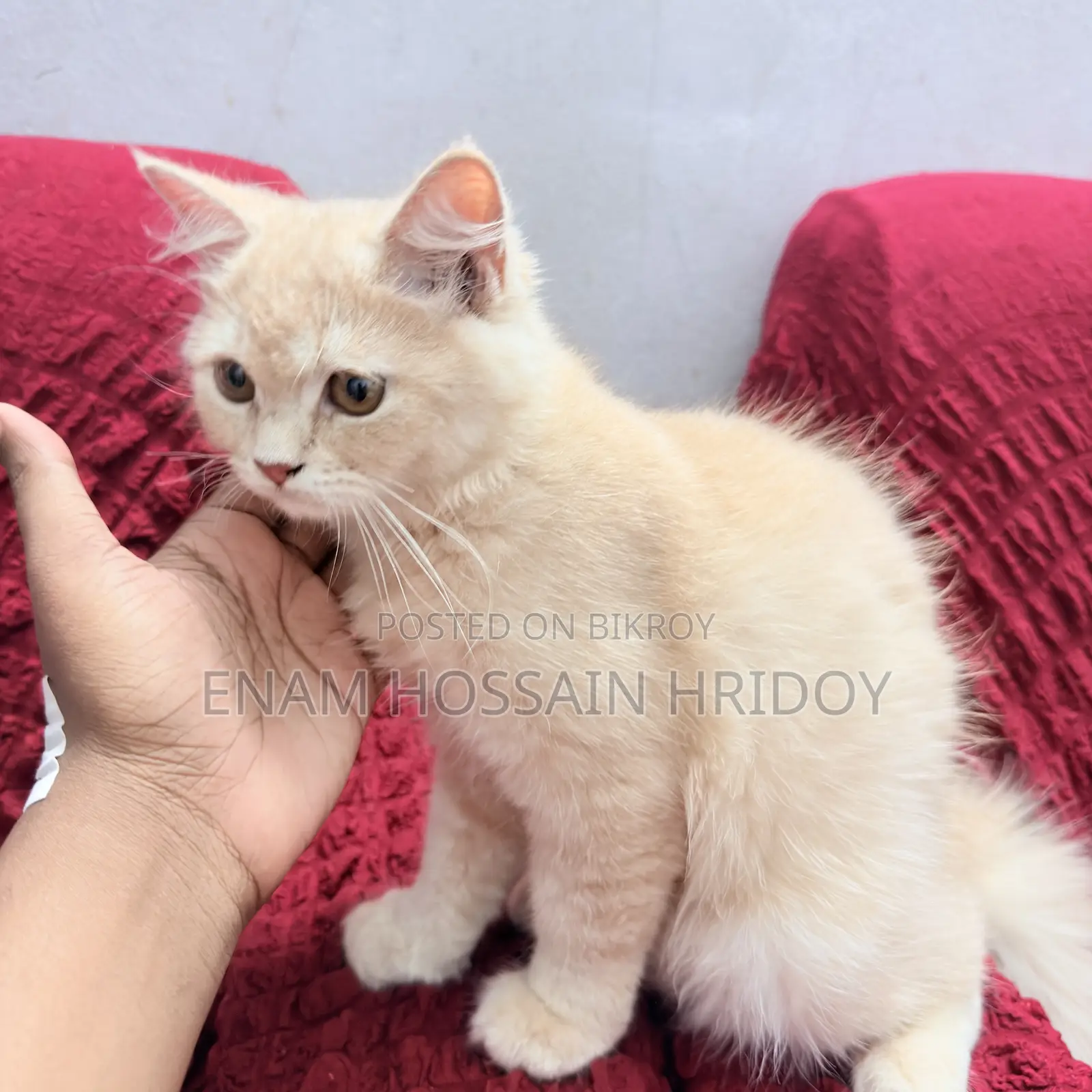 3-6 months Female Purebred Persian