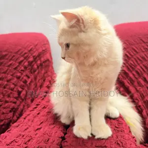 3-6 months Female Purebred Persian