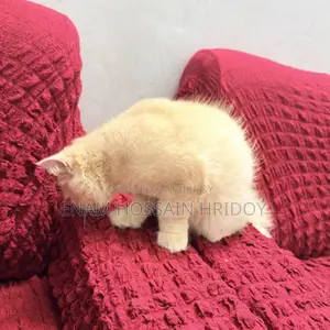3-6 months Female Purebred Persian