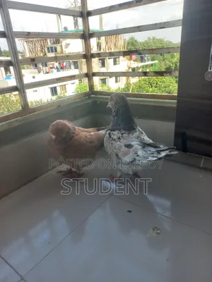 নর একদাম ১৫০০ নারী একটু সমস্যা আছে নর নিলে নারী দিয়ে দেবো