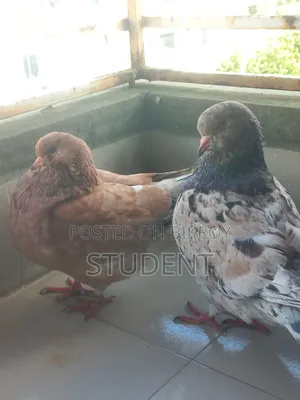 নর একদাম ১৫০০ নারী একটু সমস্যা আছে নর নিলে নারী দিয়ে দেবো