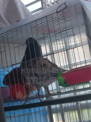 নর একদাম ১৫০০ নারী একটু সমস্যা আছে নর নিলে নারী দিয়ে দেবো