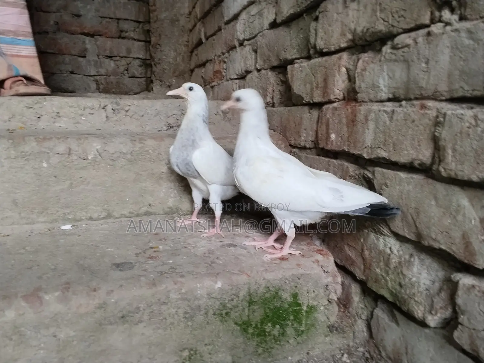 বেনারসি কালদম
