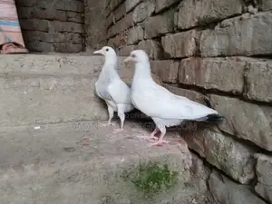 বেনারসি কালদম