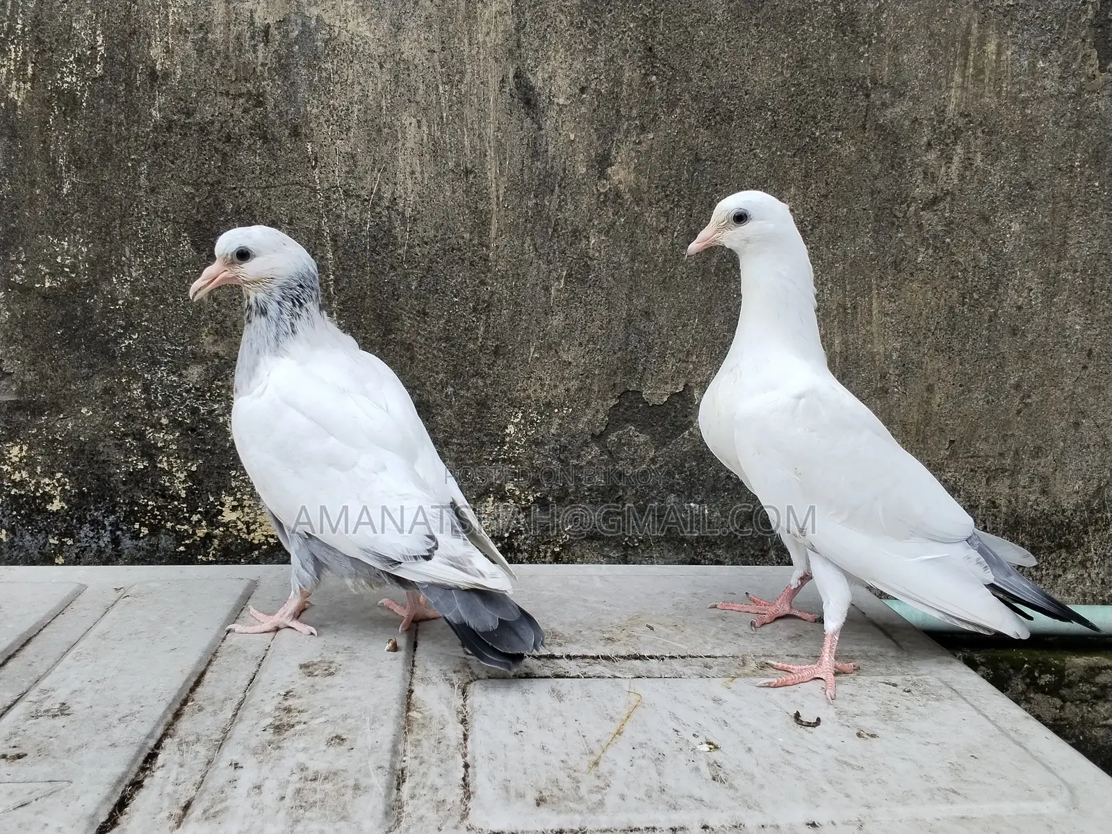 বেনারসি কালদম