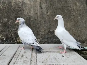 বেনারসি কালদম