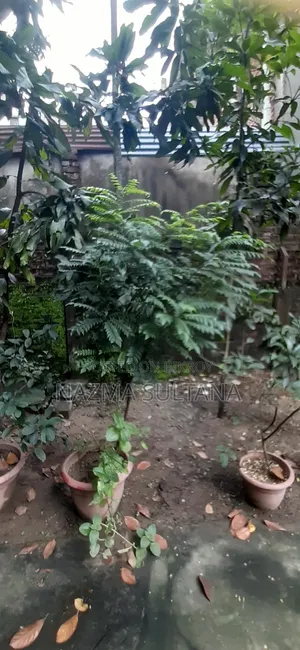 কিছু গাছ আর্জেন্ট সেল করা হবে