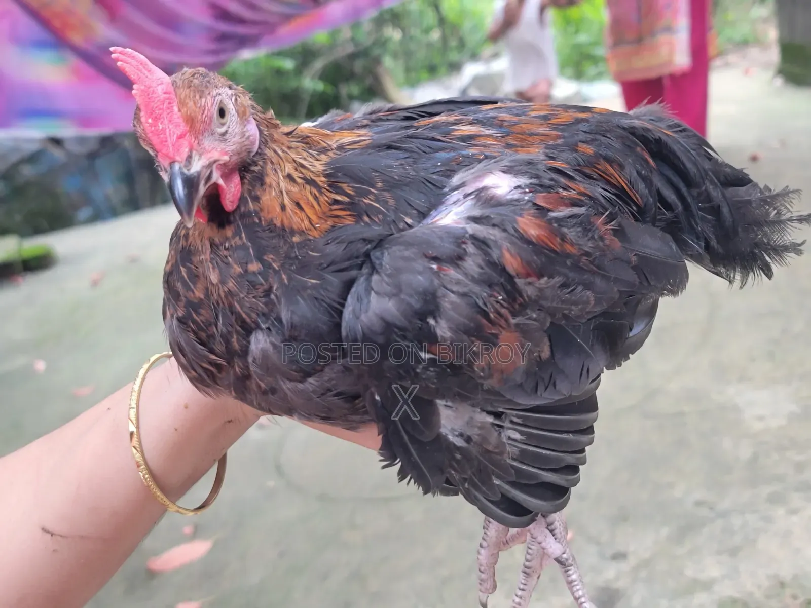 দেশি মুরগি